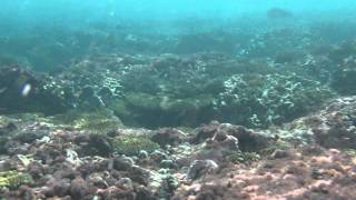 Snorkeling in Christmas Island Kiribati [upl. by Atokad]