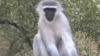 Vervet Monkeys Alarm Call WildEarth 120308 [upl. by Leamiba894]