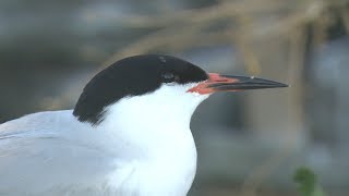 Roseate Tern [upl. by Asserak]