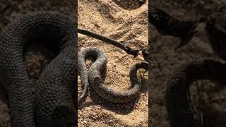 Desert Horned Viperyoutubeshorts viral viralshorts funny snake subscribe dangerous [upl. by Helse824]