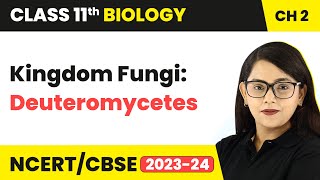 Kingdom Fungi Deuteromycetes  Biological Classification  Class 11 Biology Chapter 2  NCERTCBSE [upl. by Lerred]