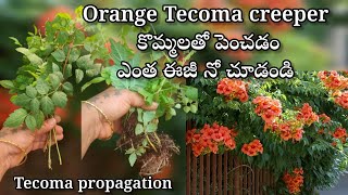 how to grow Tecoma creeper plant from cuttings in telugu [upl. by Alberto]