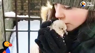 Baby Pigeon Rescued by Couple In A Snowstorm  The Dodo [upl. by Notnirb913]