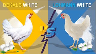 Dekalb vs Lohmann The Comparison of Two Popular Hybrid Chicken Layers for Commercial Egg Production [upl. by Cordy336]