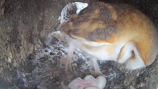 📅 Day 1  A Barn Owl Chick Is Born 🐣 Highlights from Hatching 🦉 [upl. by Nyltyak]