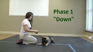 How to Train a dog to Lie quotDownquot K91com [upl. by Yatnuhs]