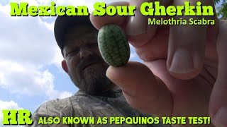 ⟹ MEXICAN SOUR GHERKIN  Melothria scabra  Why i like these so much [upl. by Chadwick]