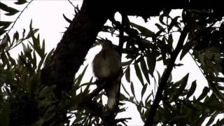 Lesser Honeyguide calling [upl. by Edyaw]