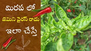 మిరప కి జెమిని వైరస్ ఎప్పుడు రాదుGemini virus control in telugubobbara virus control in chilli crop [upl. by Low339]