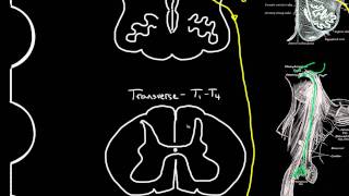 autonomic motor innervation of the heart [upl. by Sinnel]