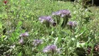 Bees on Phacelia tanacetifolia [upl. by Necyrb]