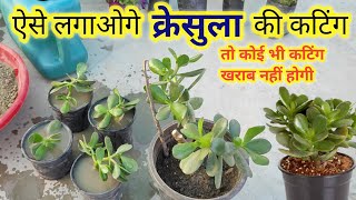 Crassula ovata propagation  how to grow crassula plant in pot from cutting [upl. by Cope]