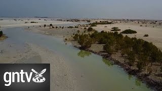 A look at Jebel Ali wetland sanctuary [upl. by Llerrot]