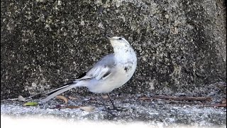 ハクセキレイの幼鳥２ 4K  Young white wagtail 2 4K [upl. by Halivah281]