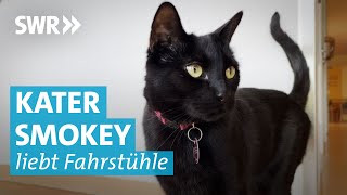 Schlaue Katze Smokey fährt alleine Aufzug [upl. by Adnanref]