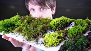 Collecting amp Identifying Moss [upl. by Xineohp456]