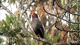 Eurasian Blackbird song [upl. by Atikin580]