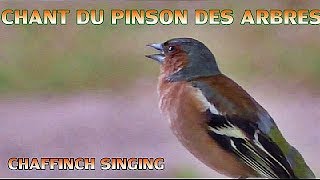 Chant du PINSON des ARBRES [upl. by Enneire]