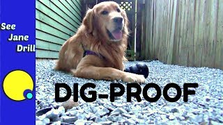 How to Build an Outdoor Pet Area Your Dog Will Love [upl. by Enined42]