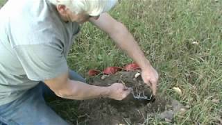 How to make a good gopher trapping set in sod with Death Klutch trap amp Burrow Buddy trapping tool [upl. by Phylis843]