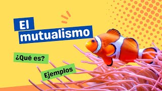 ¿Qué es el mutualismo [upl. by Eniamerej]