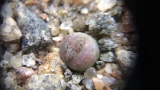 Lithops dorotheae First True Leaves [upl. by Zavala673]