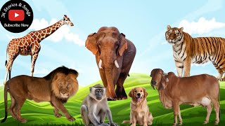 Animal Sounds Video for Toddlers Kids  Animal Sounds  English to Hindi [upl. by Ahsemal611]