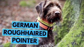 German Roughhaired Pointer  TOP 10 Interesting Facts  Deutsch Stichelhaar [upl. by Karry]