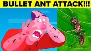 Most Painful Insect Bite A Human Can Experience  Bullet Ants [upl. by Cyrie]