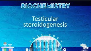 L2 Testicular steroidogenesis  Biochemistry [upl. by Aylmar790]