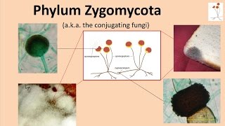 Zygomycota [upl. by Inalaek]