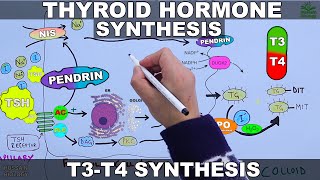 Thyroid Hormone Synthesis  T3  T4 [upl. by Cam]