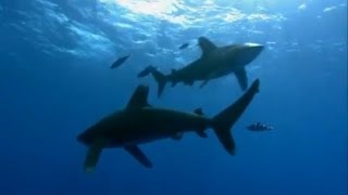 Oceanic Whitetip Shark Attack  Planet Earth  BBC Earth [upl. by Etam137]