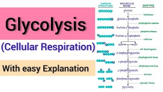 Glycolysis  Glycolysis Pathway Made Simple  Biochemistry Lecture on Glycolysis [upl. by Trudie]