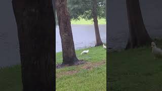 Pekin Ducks Actually Energized by Rain amp Trot Across Lawn to Forage in French Drain Oviedo Florida [upl. by Nahsin212]