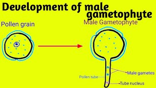 Development of Male gametophyte  Reproduction in Lower and Higher Plant [upl. by Noislla]