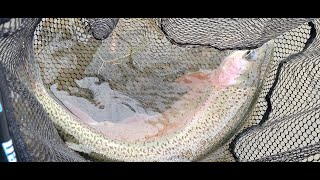 San Juan River Texas Hole Jan 2024 evening nymphing and dry fly fishing [upl. by Enomsed]