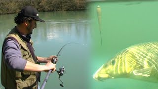 Pecanje na plovak  skobalj i mrena na reci Drini  Fishing on float [upl. by Abey]