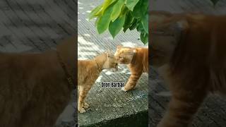 Kelakuan Kucing Oren cat kucinglucu kucing [upl. by Simon239]