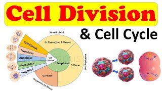 What happens in the four stages of mitosis [upl. by Pederson642]