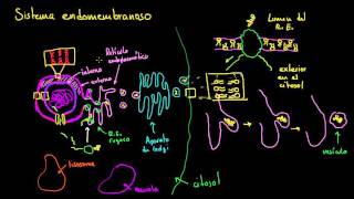 Sistema endomembranoso  La estructura de una célula  Biología  Khan Academy en Español [upl. by Lemor869]