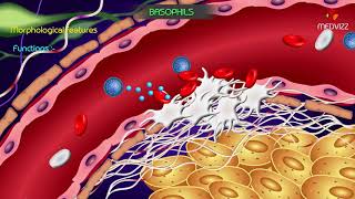 Basophil granulocyte  Animated Physiology of Blood cells [upl. by Erual]