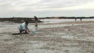 Pêche à pied dans la baie du MontSaintMichel [upl. by Swehttam]