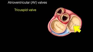 Heart Valves [upl. by Lerrad]