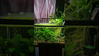 whats under the tank interesting fish newperspective aquarium aquascape fishtank plants [upl. by Junina]