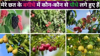 मैंने अपनी छत के बगीचे पर कौन कौन से पौधे लगा रखे हैं। Terrace garden tour Gardening hobbies [upl. by Mccowyn]