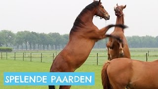 Paarden die in de wei spelen [upl. by Naves]