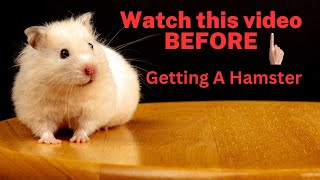 Be Informed BEFORE Getting A Hamster pets information petlovers [upl. by Spanjian]