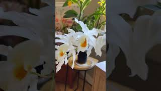 Coelogyne Linda Buckley “HCC” shorts [upl. by Aynatahs777]