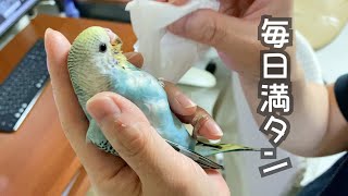 放鳥スタート、着地の練習、限界まで食べようとするインコ【セキセイインコ 雛 生後１ヵ月】 [upl. by Lucais]